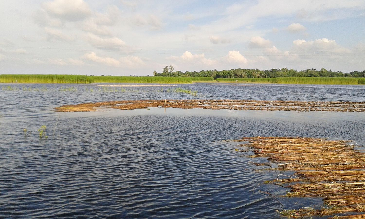 A green jute crop growing in a field at Halti Beel, Natore, Bangladesh