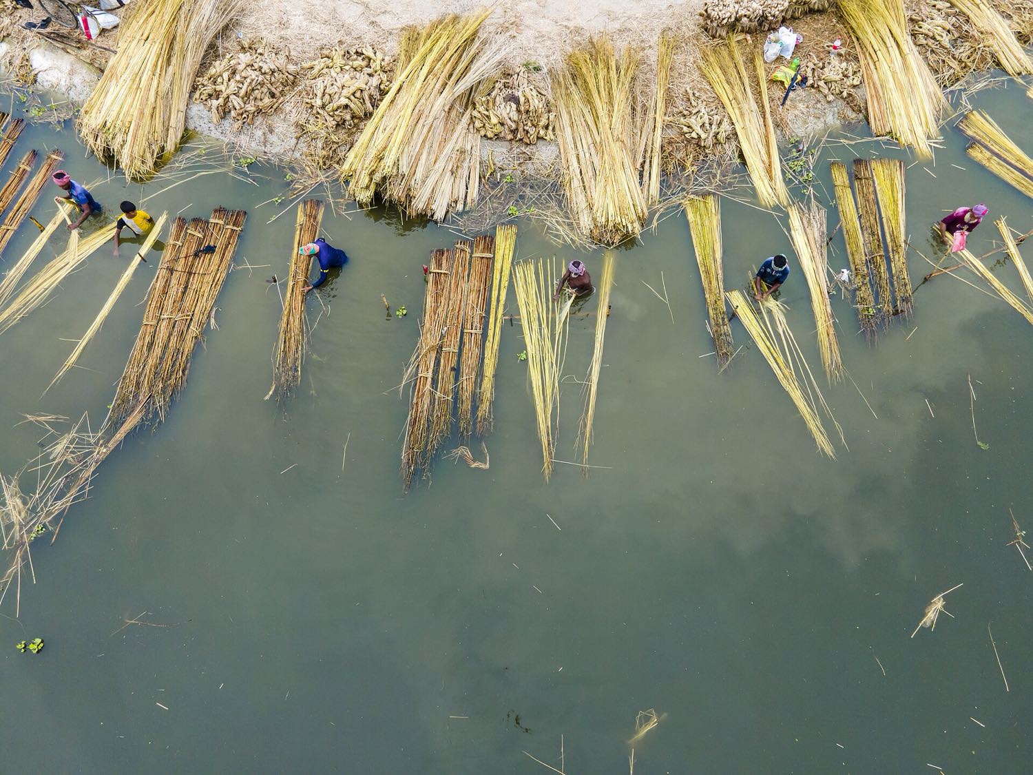 Aerial view of harvested jute stalks laid out in water across a delta field in Natore, Bangladesh